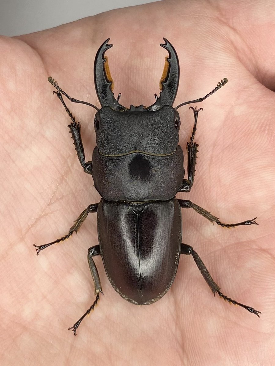 だいすけ tweet media