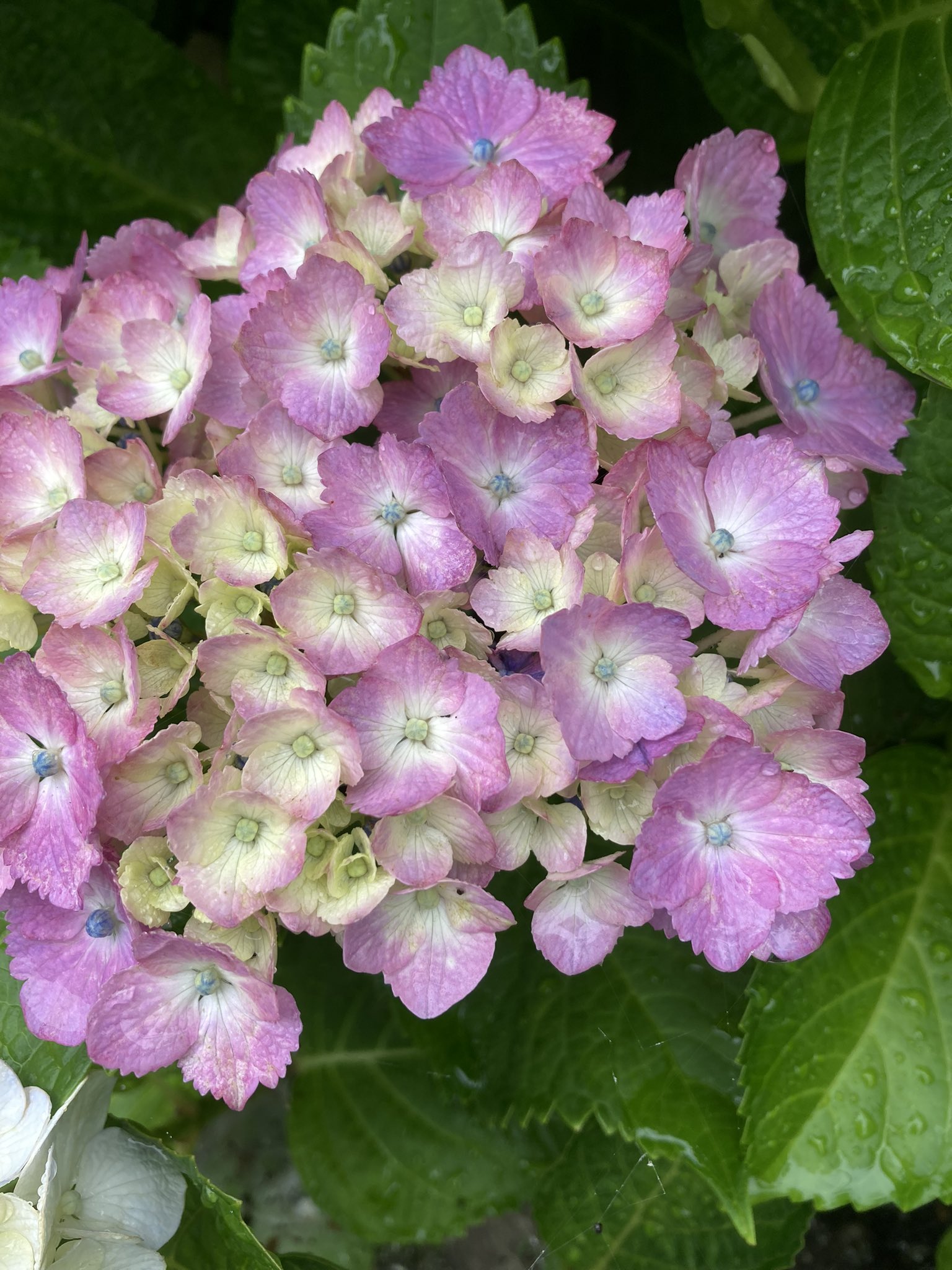 薔薇子様 0325114049_6600e43196ff5.jpeg