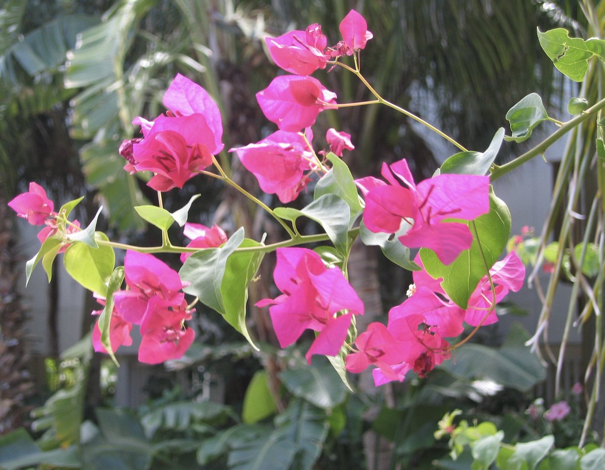 Sharing this lovely Bougainvillea photo taken some years ago in FL. Good Monday to everyone!#MagentaMonday #GardeningX #Flowers