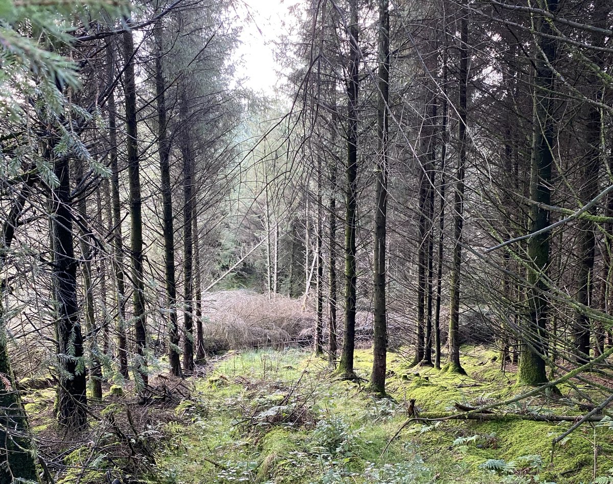 capnetworkire's tweet image. Second tranche of the open call for proposals for Forestry Skills Training announced for training projects that aim to expand the knowledge and capacity of various groups within the forestry sector.
Find out more here: l1nq.com/F1ei2
#capnetworkireland