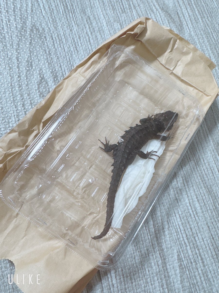 zrlhpu's tweet photo. オーナーズフィッシュさんでお迎え〜🦎 https://t.co/GEk2kUvdy1