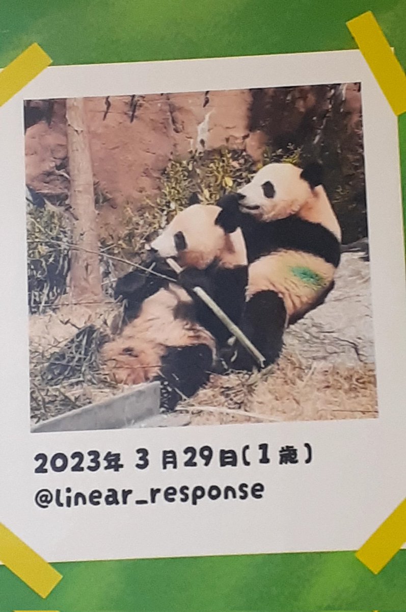 ﾘﾆｱ @ﾏﾂﾄﾞ･ﾃﾞﾗｯｸｽ！ tweet media