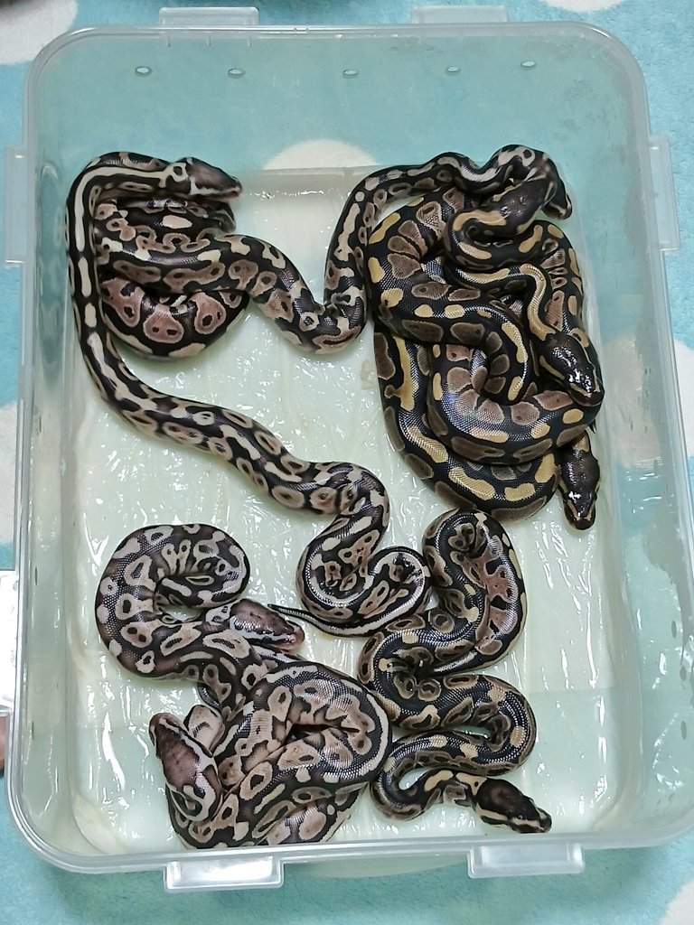 mata1177's tweet image. パステルジプシーhet GS♀️
         X
パイド♂️

#バナナの家
#ボールパイソン
#ballpython 
#爬虫類