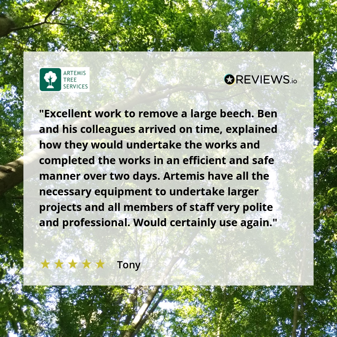 ArtemisTrees's tweet image. Another great job completed — and another glowing review for the Artemis team! 

Last week, we tackled the safe removal of a large beech tree, and our client was thrilled with the professionalism, efficiency, and care shown.

#TreeCareExperts #ProfessionalService #TreeRemoval