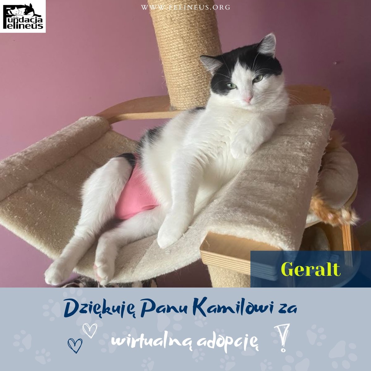 Serdeczne podziękowania dla Pana Kamila!

Z całego serca dziękujemy za objęcie wirtualną adopcją naszego kociego podopiecznego – Geralta! 🐾

To dzięki takim osobom jak Pan, nasi podopieczni mogą liczyć na jeszcze lepszą opiekę, bezpieczeństwo i codzienną dawkę troski.

Pańska