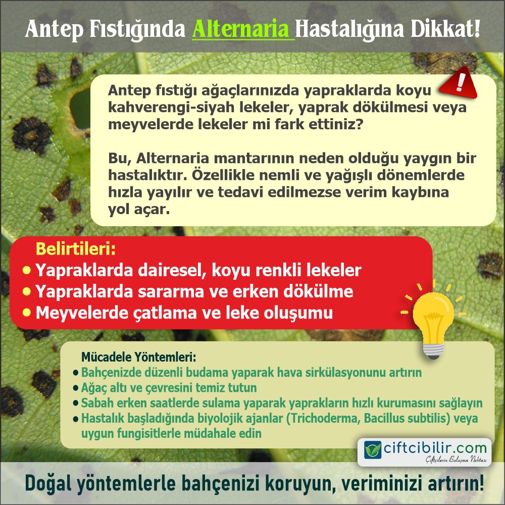 Daha fazla bilgiye sitemizin Tarım Kütüphanesi bölümünden ulaşabilirsiniz.
İlanlarınızı sitemizde ücretsiz yayınlayabilirsiniz...
ciftcibilir.com