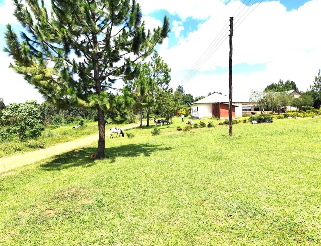 stkconsults's tweet photo. 39% off  39% off 39%off
We need 
Real estate developers 
20 acres for sale in kyenjojo district opposite MCFARLAND MEMORIAL MEDICAL CENTER with land TITTLE 
Nyarungongo near misandika
Ugx 25m per acre  negotiable
Hot hot busubuzi deal
inspection 24/7 (0200906013)
Bank sale sure https://t.co/GS2eiFPHcu