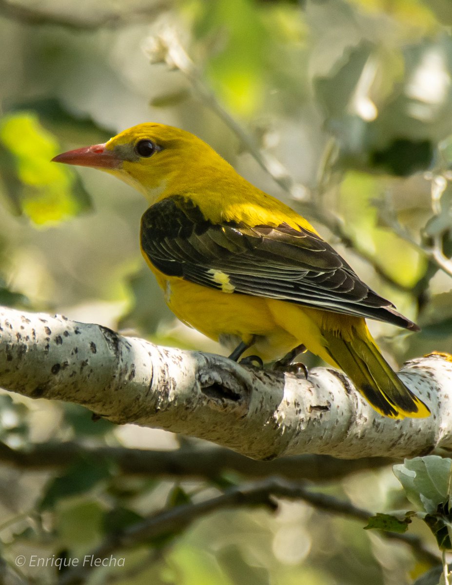 Oropéndola europea (Oriolus oriolus), una auténtica belleza. Parque forestal de Polvoranca, Madrid, España, Junio 2025. Feliz semana.
Orden: Passeriformes 
Familia: Oriolidae 
#BirdsSeenIn2025 #nikon #tamron #wildlifespain #pajareando #aves #birds #ornitologia #birdslovers