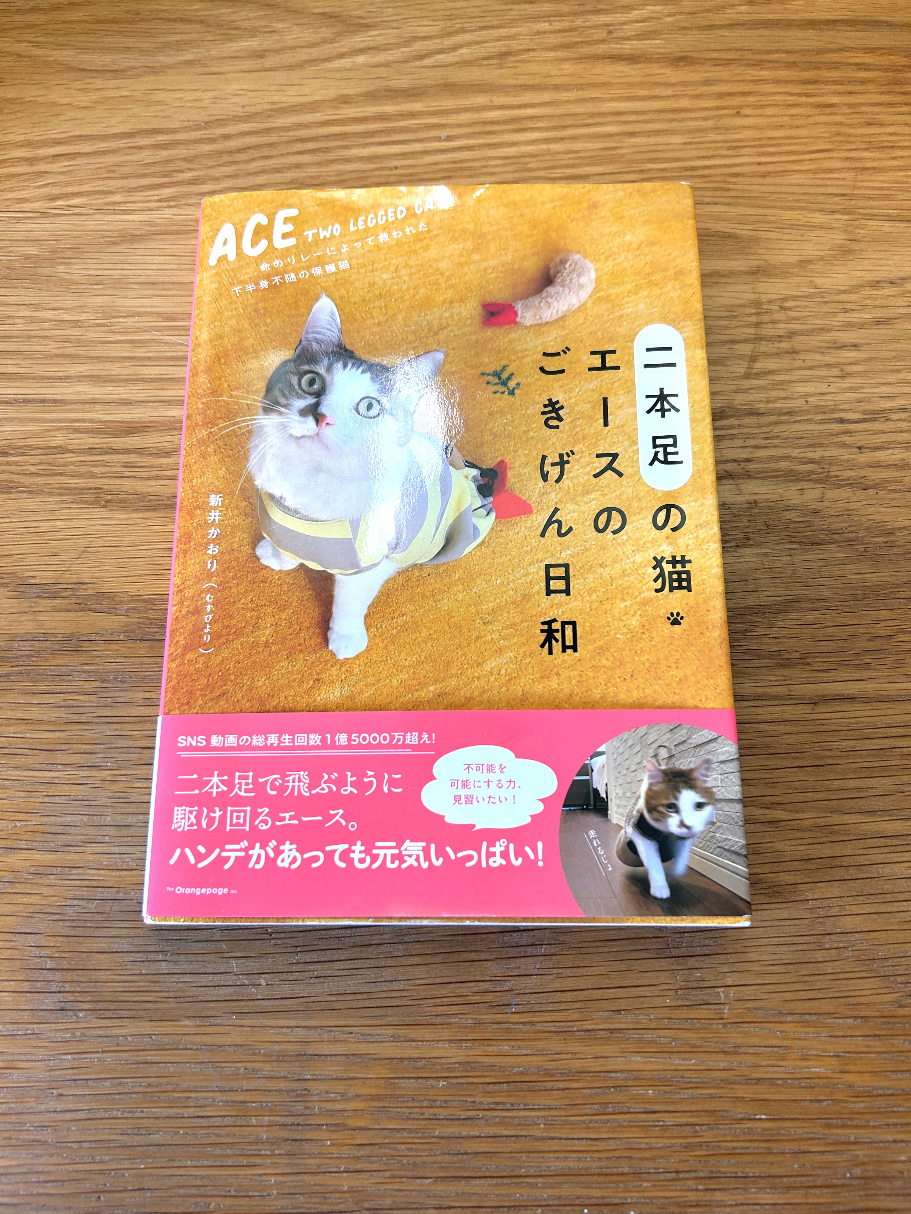 あっきー | 茜色 #一日一猫 #僕らの居場所は言わにゃいで #猫の