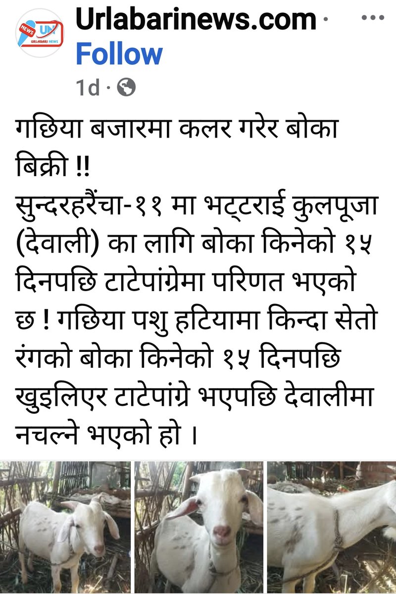 बोका ब्यापारी पक्कै झापाली हुनुपर्छ 😋