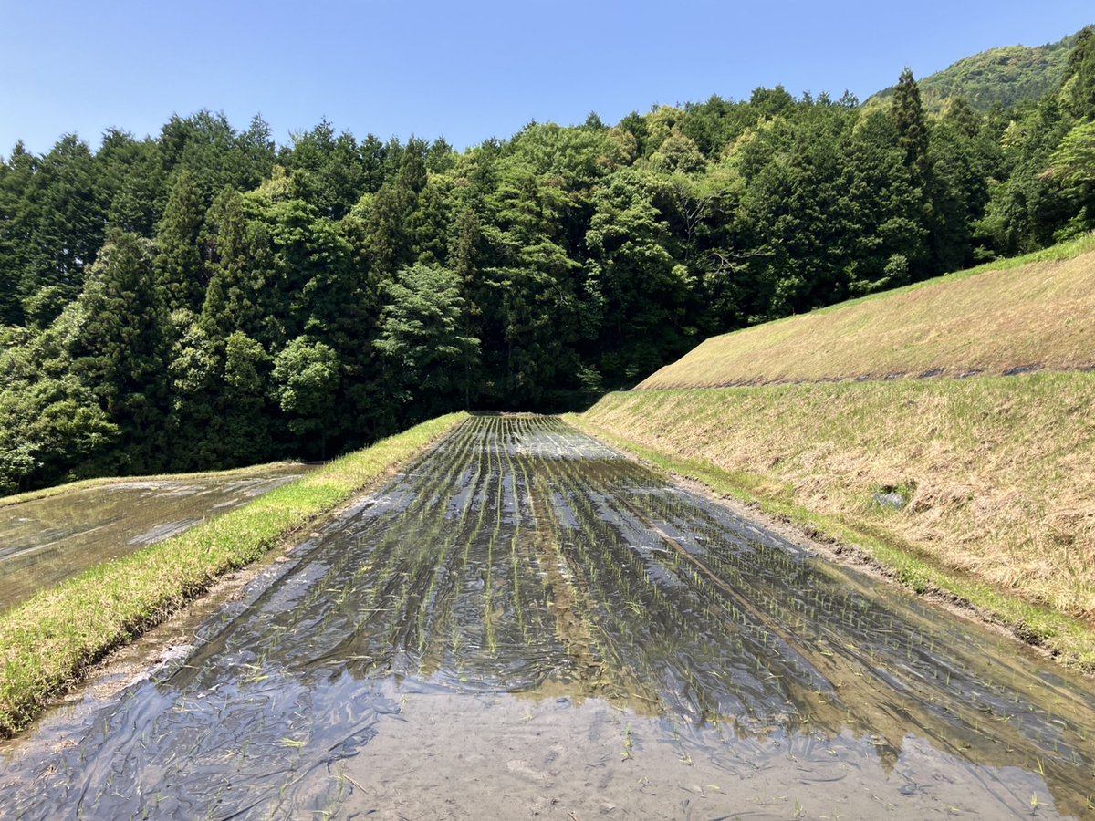 yamamoto_cop's tweet photo. 稲の栽培指導（山口）

6月12日
お客様の田んぼで栽培指導を行いました
こちらでは、肥料農薬を一切使わず有機100%で山田錦を育てています

今年から雑草対策で除草用資材「紙マルチ」を使用しています
本日は水管理指導をしました

様々な現場を見て、知識・技術が磨かれます

#山本コーポレーション https://t.co/lDTexbZeRc