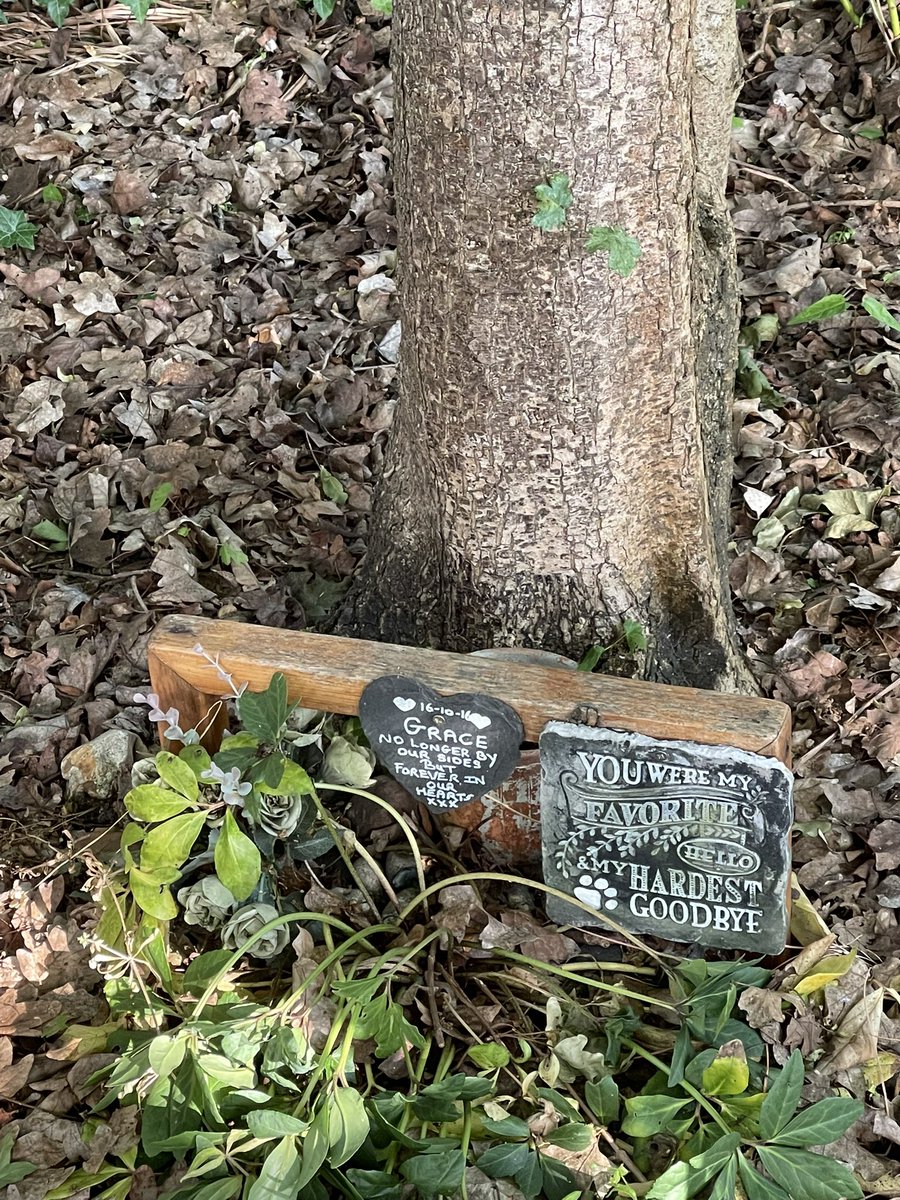 Dropped her at the RVC. Lovely place: bustling with top vets and bright students, pocked with little pockets of serenity and remembrance.