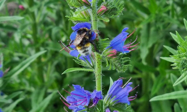 Vandaag Actueel Weer janvissersweer.nl/vandaag-actuee… Normaal schijnt de zon in De Bilt van 1 januari t/m 31 juli 1123 uur: in 2025 wordt deze grens deze week al bereikt. ☀️☀️Op de foto: het blauwe slangenkruid trekt veel insecten (bron: Peter de Vries, Wilhelminaoord).