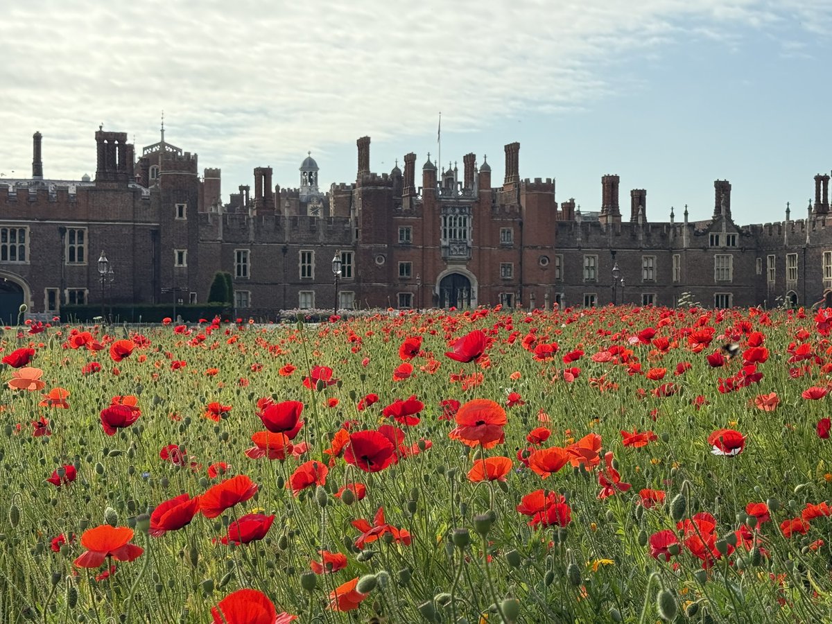 Tom O'Leary (@tomoleary72) on Twitter photo Poppies still resplendent at <a href="/HRP_palaces/">Historic Royal Palaces</a> Hampton Court. Buzzing with 🐝 as we start a hot week! Poppies still resplendent at <a href="/HRP_palaces/">Historic Royal Palaces</a> Hampton Court. Buzzing with 🐝 as we start a hot week!
