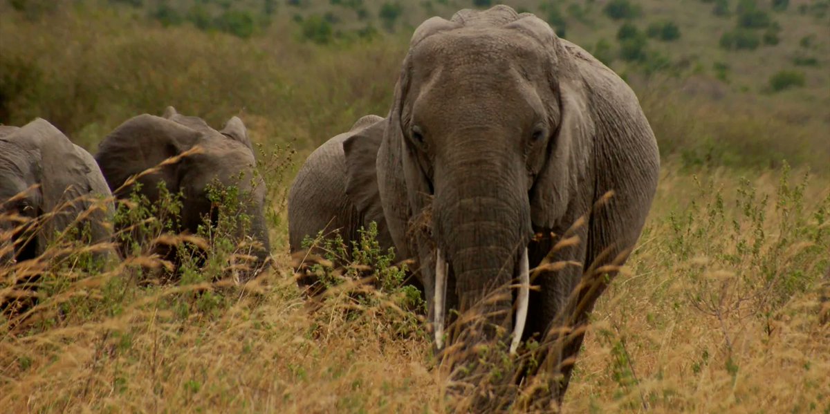 Trapped and wasted: #Africa’s iconic wildlife face an uncertain future forestsnews.cifor.org/91788/trapped-… via @cifor