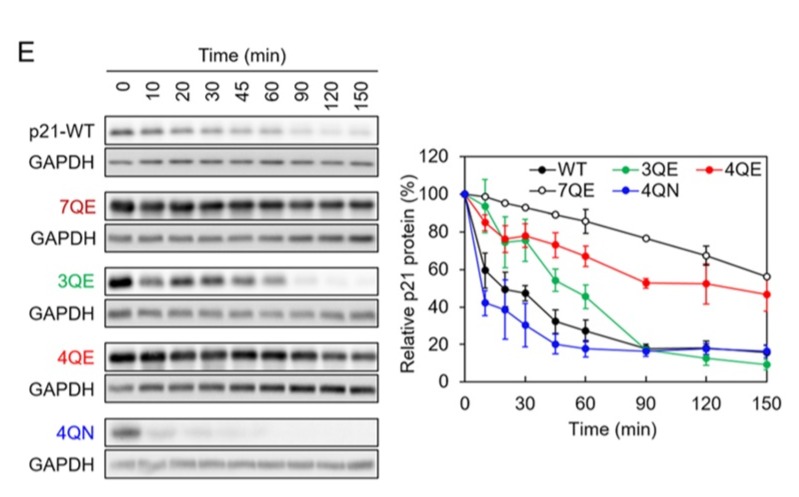 sreeparna_b's tweet image. Last week&apos;s papers on #cancer #glutamine and #metabolism via @Bims_BiomedNews 

biomed.news/bims-glucam/20…

Top pick: Transglutaminase 2-mediated glutamine deamidation enhances p21 stability during senescence pubmed.ncbi.nlm.nih.gov/40498452/