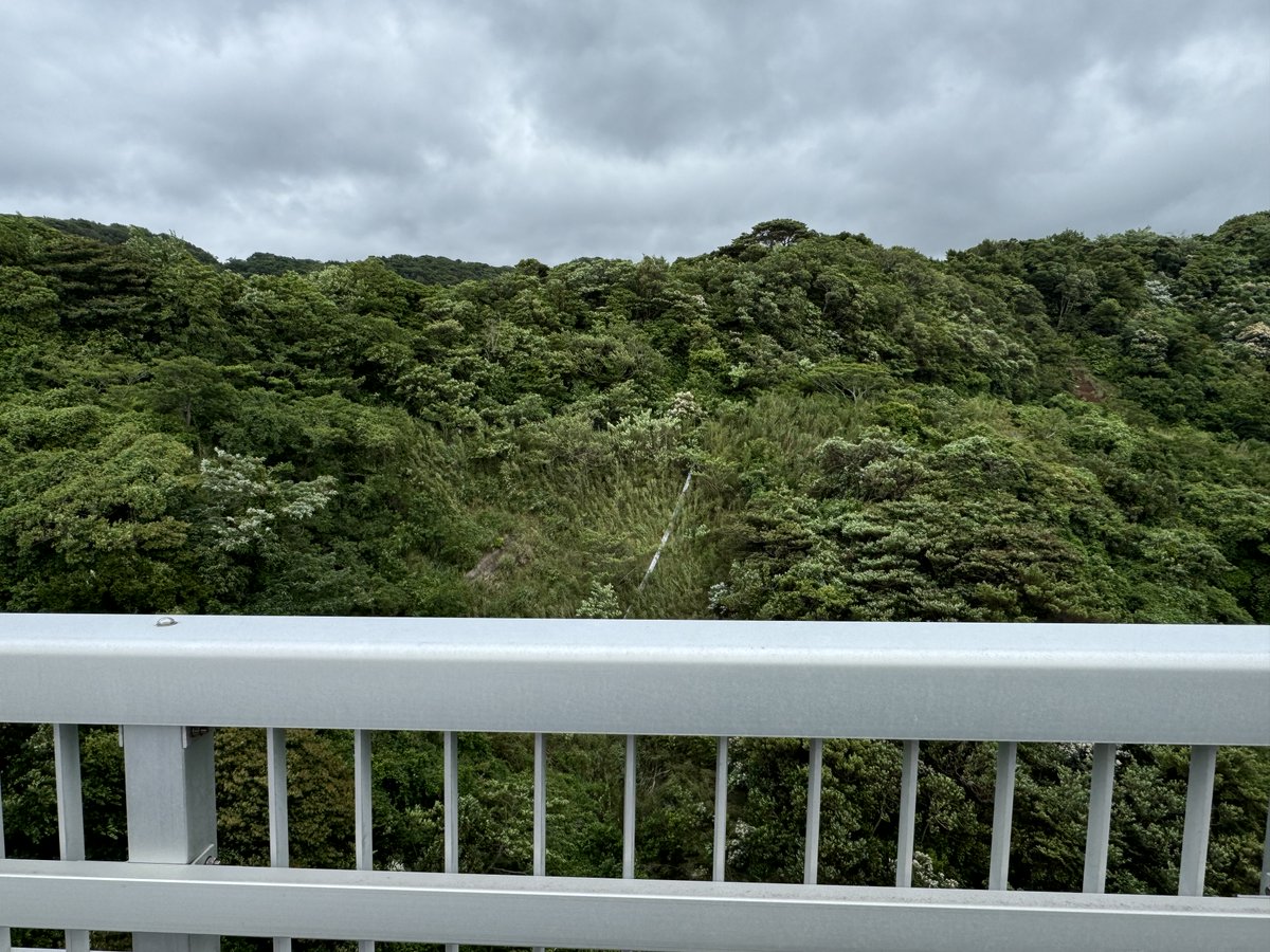 ohshimaonsen's tweet image. こんにちは、大島温泉ホテルでございます。
今回は少し特殊な?大島の楽しみ方を紹介いたします。大島には、一周道路の存在や経年劣化などにより廃道になった道があります。奥に見える崩れ落ちたガードレールや樹木に覆われた道を見ると少しノスタルジックな気分になりませんか😌
#大島温泉ホテル