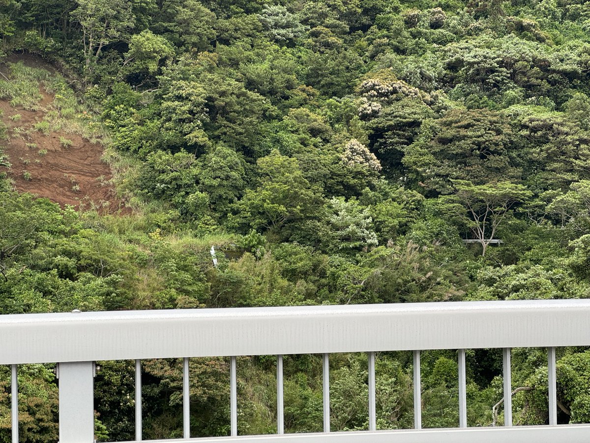 ohshimaonsen's tweet image. こんにちは、大島温泉ホテルでございます。
今回は少し特殊な?大島の楽しみ方を紹介いたします。大島には、一周道路の存在や経年劣化などにより廃道になった道があります。奥に見える崩れ落ちたガードレールや樹木に覆われた道を見ると少しノスタルジックな気分になりませんか😌
#大島温泉ホテル