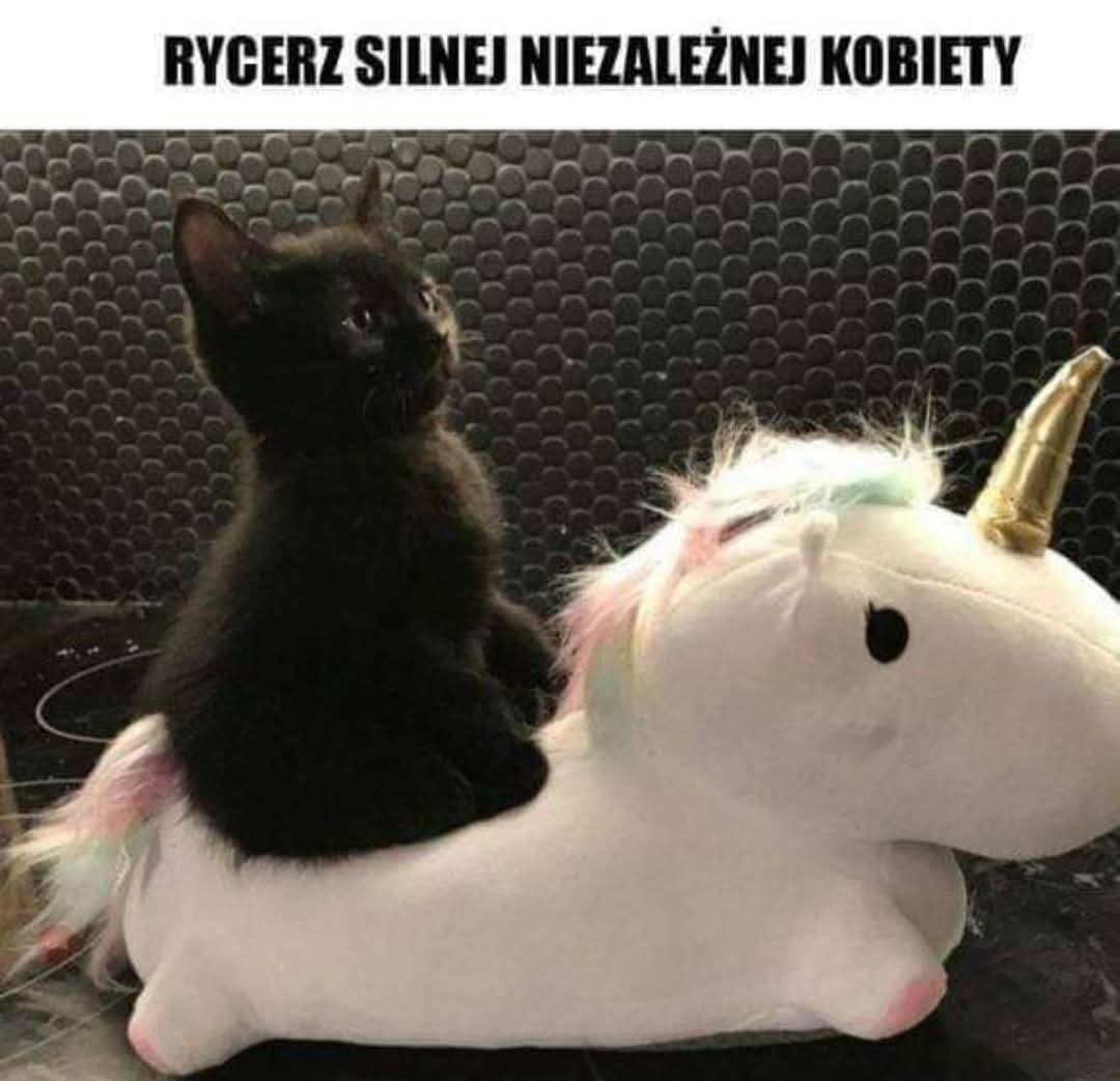 Miłego dnia 😊

#poniedzialkowememy #kot #cat #memy #poniedzialek #jest #trudny #zwierzeta #zprzymruzeniemoka