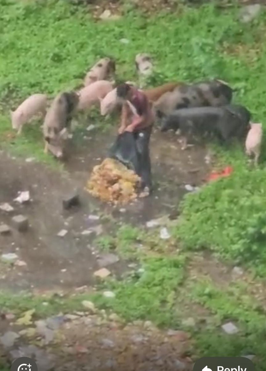 CastelRoyale's tweet photo. URGENT ATTN needed! Illegal pig farming between Pune University and Castel Royale is creating unsanitary conditions, pigs are being fed garbage—posing a serious health risk to the community! @PMCHealthDept @PMCPune @PuneCityPolice @ThePuneMirror https://t.co/36dSjloZ0N