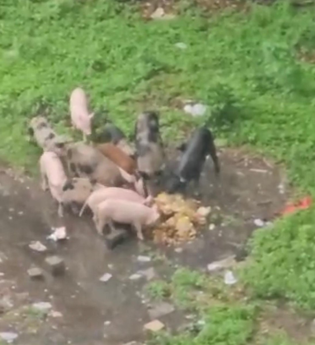 CastelRoyale's tweet photo. URGENT ATTN needed! Illegal pig farming between Pune University and Castel Royale is creating unsanitary conditions, pigs are being fed garbage—posing a serious health risk to the community! @PMCHealthDept @PMCPune @PuneCityPolice @ThePuneMirror https://t.co/36dSjloZ0N