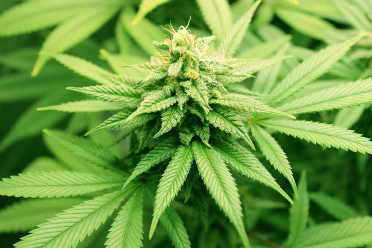 BiotechMN's tweet image. El archivo génico más completo del #cannabis, su pangenoma, se ha desvelado tras intensos años de trabajo. #BiotechMN @SEICannabinoide @fundacioncanna #CannaLatan biotechmagazineandnews.com/la-diversidad-…