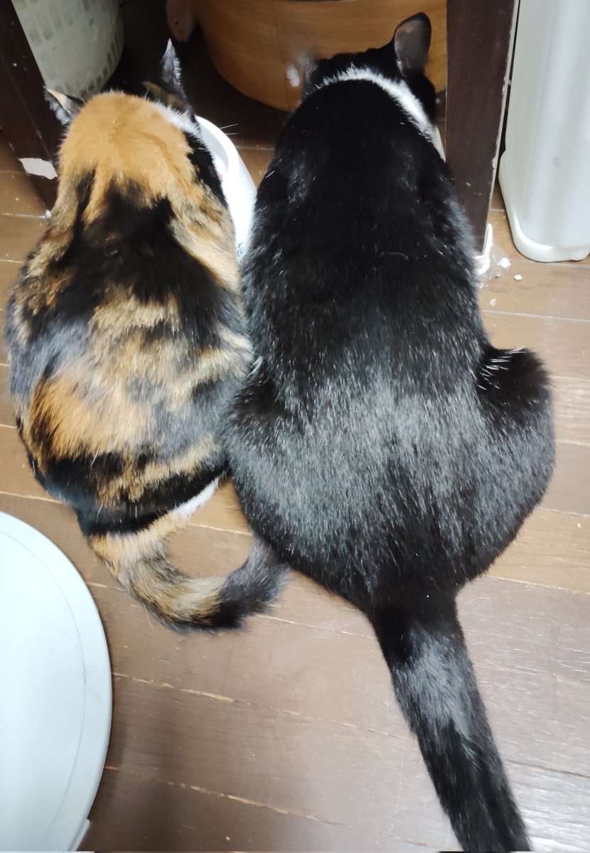 親子で仲良く食事中‥‥
！！りん、デカ！！！
#猫好きさんと繋がりたい𓏲𓎨