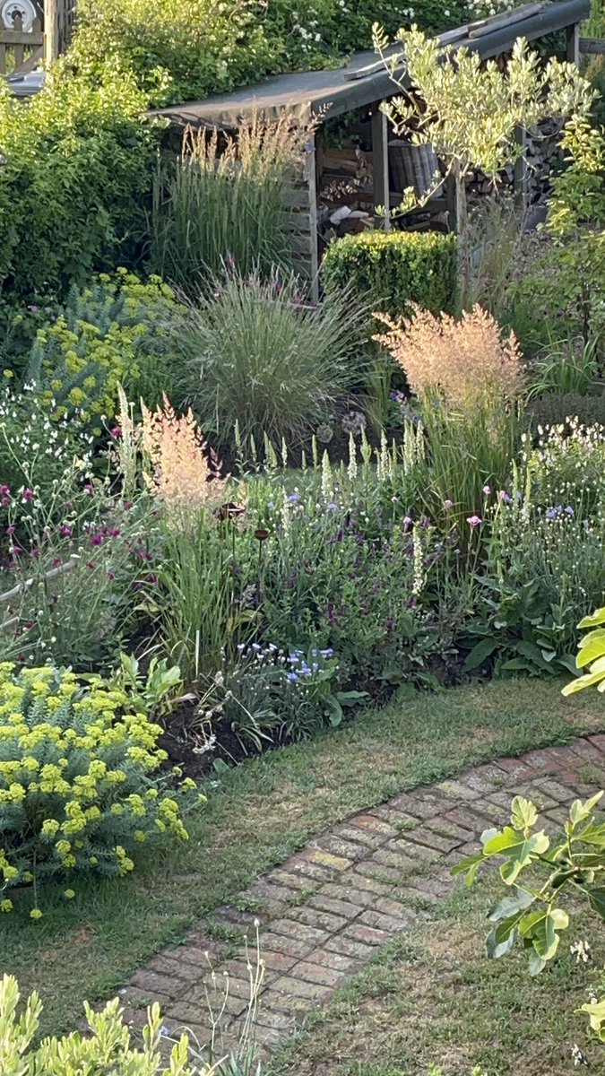 GilbertnJoe's tweet image. Sunshine on the calamagrostis this bright Monday morning
