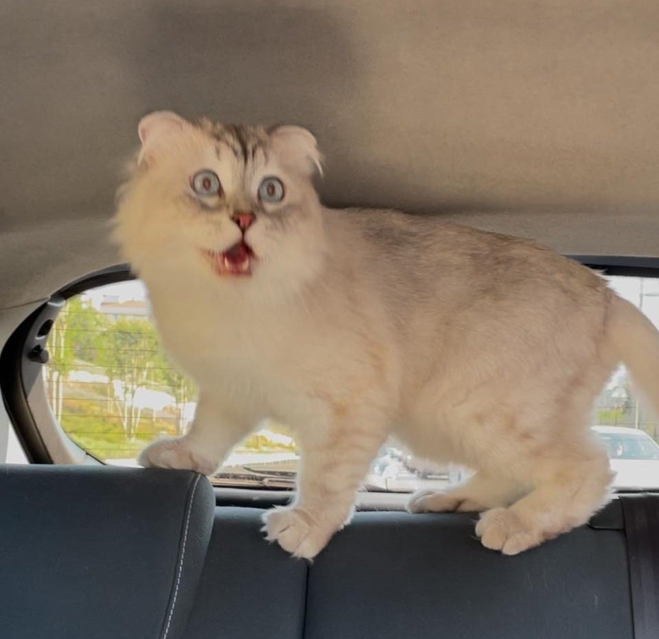 Sivil trafik müfettişi Sütlaç devrede.
Hız sınırını ihlalde böğürme, cırmık tarifesi açılır. O cezalar yenmeyecek!