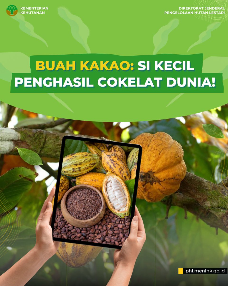 DitjenPHL's tweet photo. Tahukah #SobatRimba? Cokelat lezat yang kita nikmati berasal dari buah kakao (Theobroma cacao) — komoditas tropis bernilai tinggi!

#HHBK #Kakao #HutanLestari #Kemenhut https://t.co/8jk5uWkEbw
