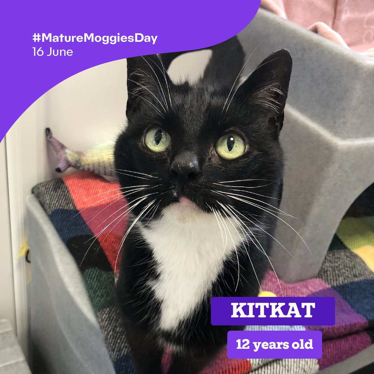 A very happy #MatureMoggiesDay from our lovely, Kitkat! 😻

Don't be put off by her age, Kitkat is bursting with energy and she's full of love ♥️ there's a very lucky #fureverfamily out there waiting for their missing Kitkat piece - could that be you? 🐾
cats.org.uk/findacatform/?…