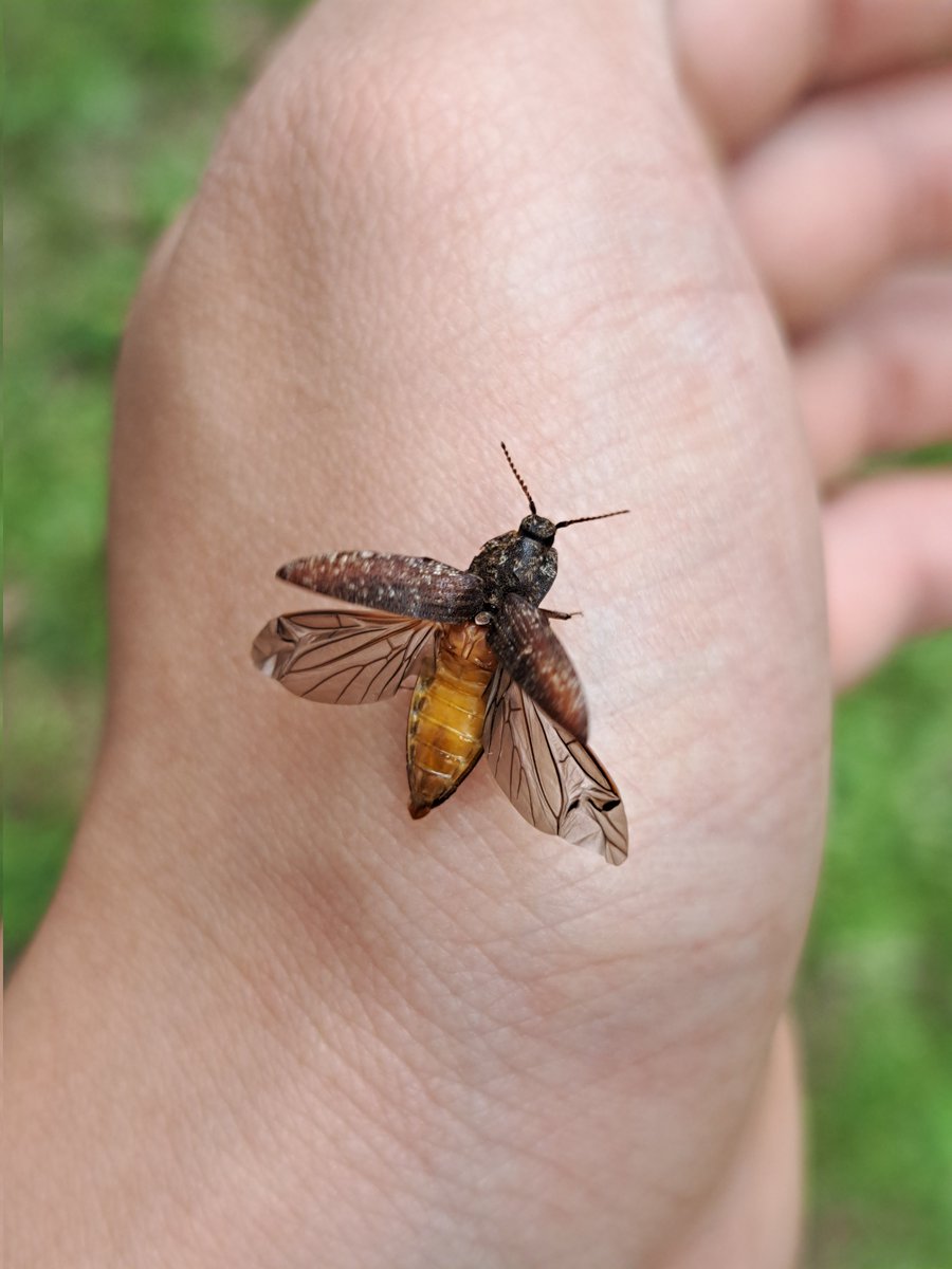 偶然撮れた
ウバタマコメツキ？