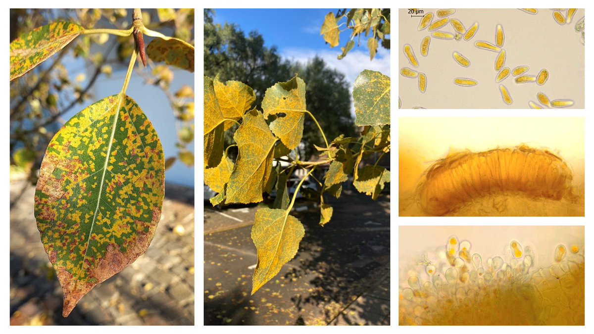 PretoriusZak's tweet photo. Poplar #rust is a common and widespread disease of #Populus species in South Africa. Analysis of recent samples from the Western Cape and Free State provinces confirmed #Melampsora larici-populina in all cases. Thanks Botma Visser, @B12272396Willem and @LandbouLisa for helping. https://t.co/yQNIa2vIHQ
