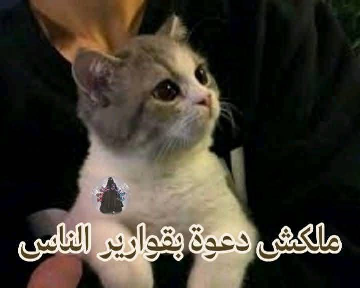 _بعض الرجال فاهمين رفقًا بالقوارير غلط!🤔🤨

مش أي قارورة يا أخي!🤭

القارورة اللي عندك وبس🤗

ملكش دعوة بقوارير الناس🤨😂😂

يعني لما تلاقي قارورة زعلانة أو قارورة محبطة أو قارورة عندها اكتئاب متدخلش تراضيها وتكتب لها نصايح وأشعار ونكت!😂

لأنها مش قارورتك يا حنين! 👀
