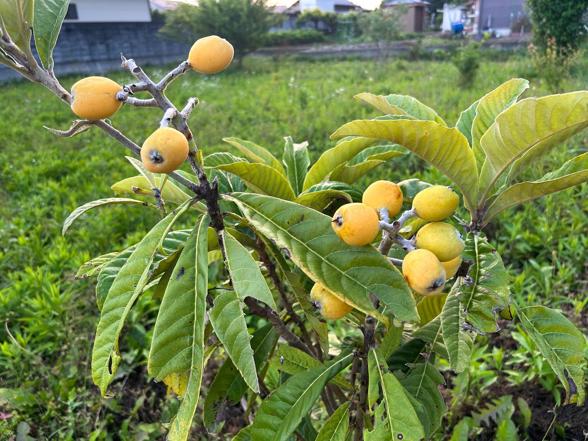 借りている畑の草刈りをしました。

だんだん暑くなって来てますが、明日からはさらに暑くなりそう！

無肥料、無農薬の放置プレイです。

今年は琵琶がたくさん実をつけました😊