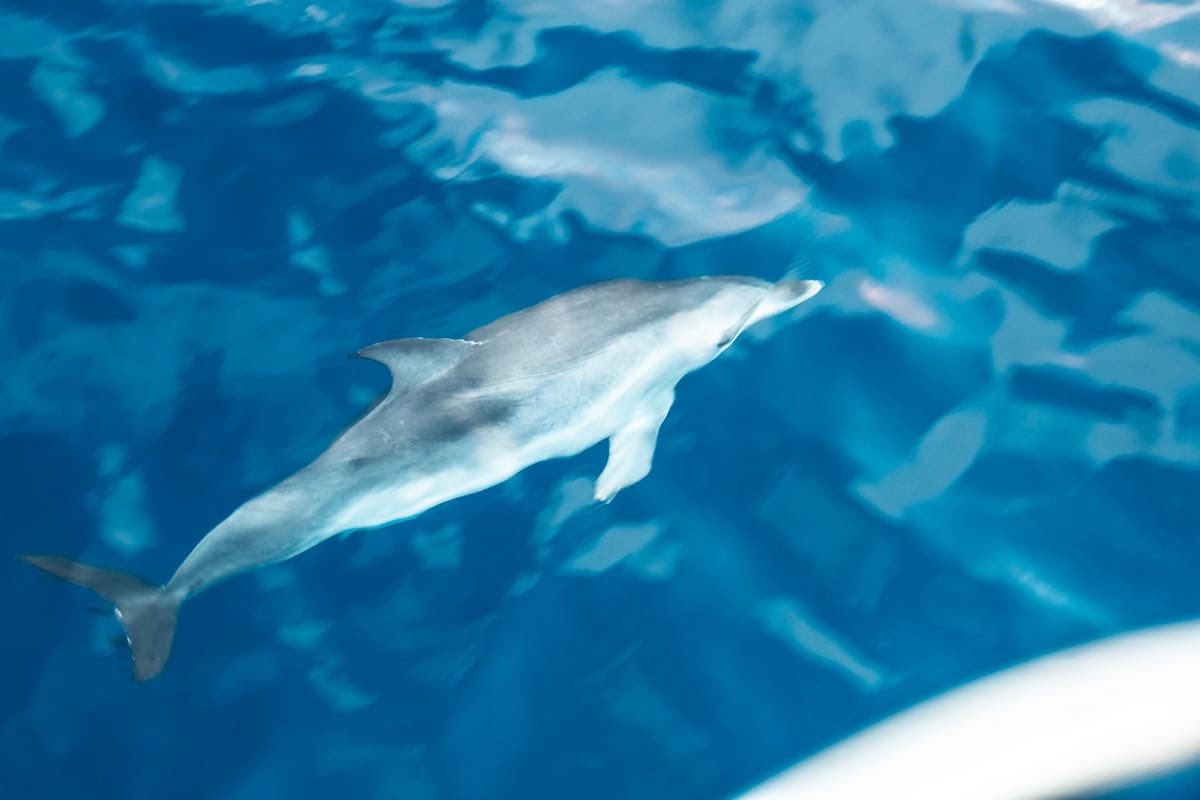 adnansarwar's tweet image. Sailing Diary from the Atlantic Ocean 

As we passed the halfway point it seemed there was no end of dolphins. They came in the day and the night with their young. At night they looked like torpedoes heading for the boat..

sailing-diary.ghost.io/storms-peace-a…