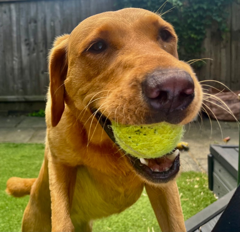 ShesfromWales's tweet image. Happy Monday from Juno my son’s dog in north London 💝#throwtheball  #HappyMonday  #animallover  #labrador #cutepets #GoodVibesOnly