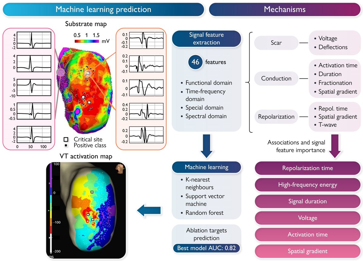 European Society of Cardiology Journals (@esc_journals) on Twitter photo #MachineLearning approach for automated localisation of ventricular tachycardia ablation targets from substrate maps: Development and validation in a porcine model ow.ly/mj0C50W9RVf
#EHJDigital #ArtificialIntelligence <a href="/BruiningNico/">Nico Bruining EiC EHJ Digital Health</a> <a href="/rafavidalperez/">rafavidalperez</a> <a href="/fwasselbergs/">Folkert Asselbergs</a> <a href="/rbcasado/">Ruben Casado Arroyo</a> #MachineLearning approach for automated localisation of ventricular tachycardia ablation targets from substrate maps: Development and validation in a porcine model ow.ly/mj0C50W9RVf
#EHJDigital #ArtificialIntelligence <a href="/BruiningNico/">Nico Bruining EiC EHJ Digital Health</a> <a href="/rafavidalperez/">rafavidalperez</a> <a href="/fwasselbergs/">Folkert Asselbergs</a> <a href="/rbcasado/">Ruben Casado Arroyo</a>