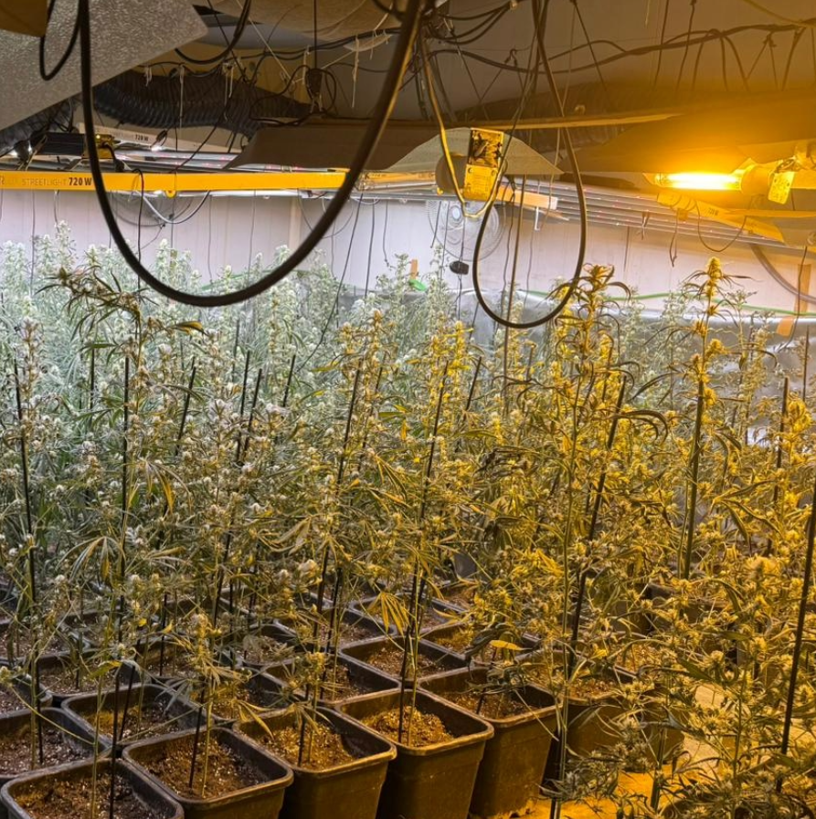 Col·laborem amb #guardiacivil en el marc d'un dispositiu contra el tràfic de drogues que s'ha desplegat aquest matí a #laGarriga. S'ha desmantellat un cultiu 'indoor' de marihuana.