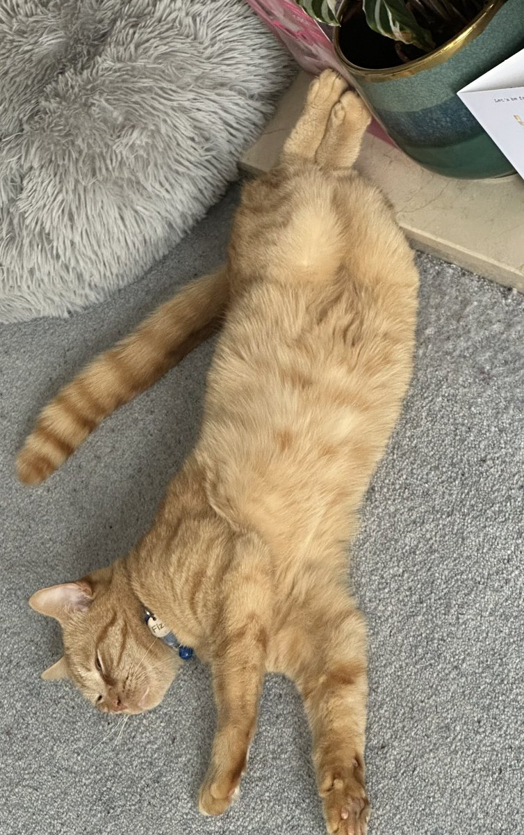 It’s meant to brighten up and be sunny later so will #Hedgewatch then.  In the meantime, time for #ManspreadingMonday dreaming up ways to wind up Baldinho 👨‍🦲later 😹😹 #CatsOfX 🧡🐈