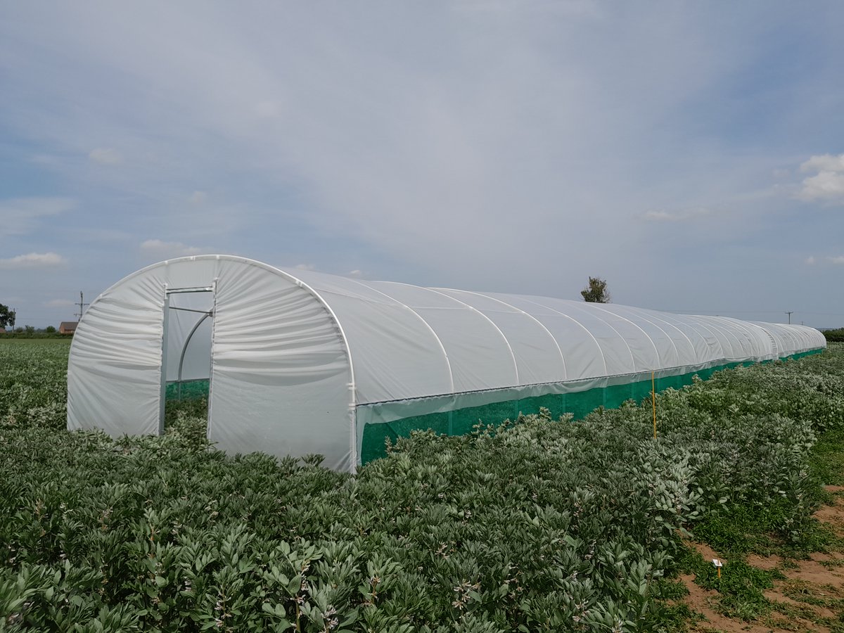 C_A_White's tweet image. ☔️ The rainout shelters (aka polytunnels) are up in the @Root2Res @ADAS_Mowthorpe #fababean trial. Imposing a late #drought to see how well the different varieties #root and take up #water