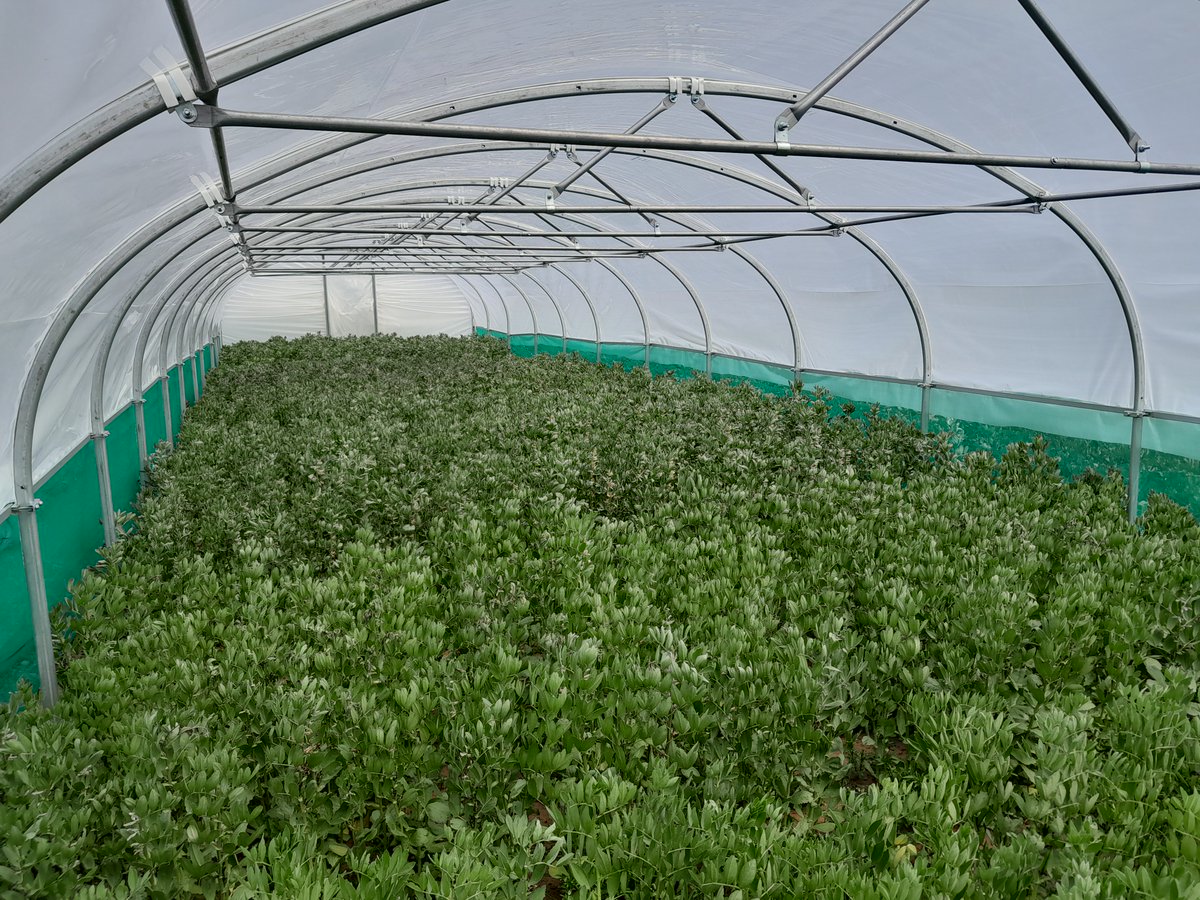 C_A_White's tweet image. ☔️ The rainout shelters (aka polytunnels) are up in the @Root2Res @ADAS_Mowthorpe #fababean trial. Imposing a late #drought to see how well the different varieties #root and take up #water