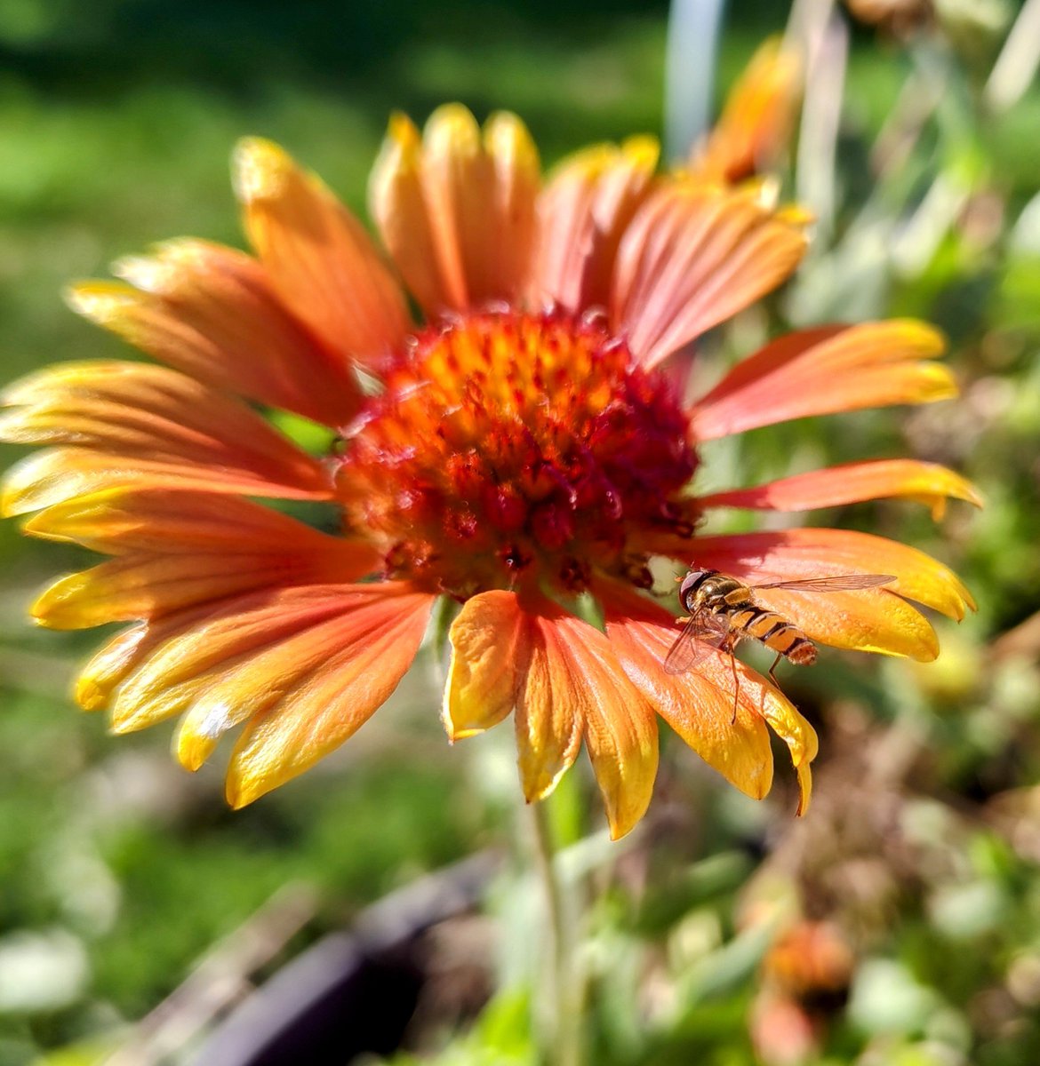 Fermeapicole's tweet photo. Une syrphe, une mouche pollinisatrice déguisée en guêpe. Un bon prédateur des pucerons. https://t.co/jpiU3yZ5BC