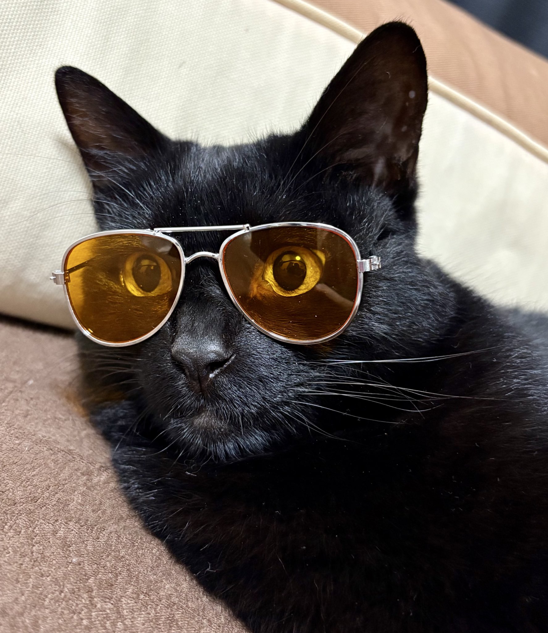 ドロップス クロ Drops Kuro イエローアイ 猫のぬいぐるみ 仔猫