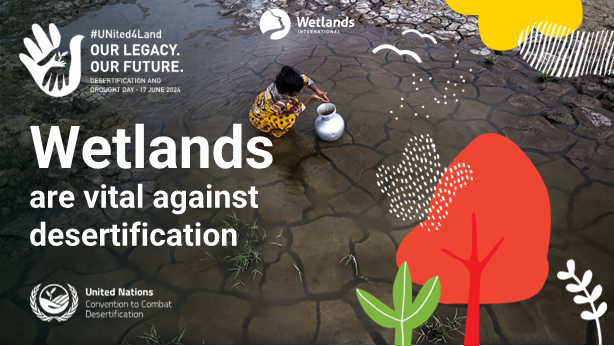 🌍Wetlands act as natural buffers against drought, regulate water cycles, and prevent soil erosion.

Wetlands store water, purify it, and release it slowly, mitigating the effects of both floods and droughts.

#UNited4Land #DesertificationandDroughtDay