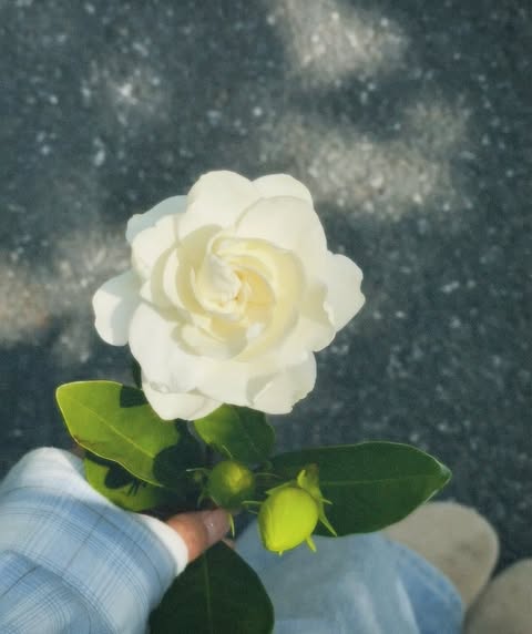 Flowers (@flowersdaily_) on Twitter photo 