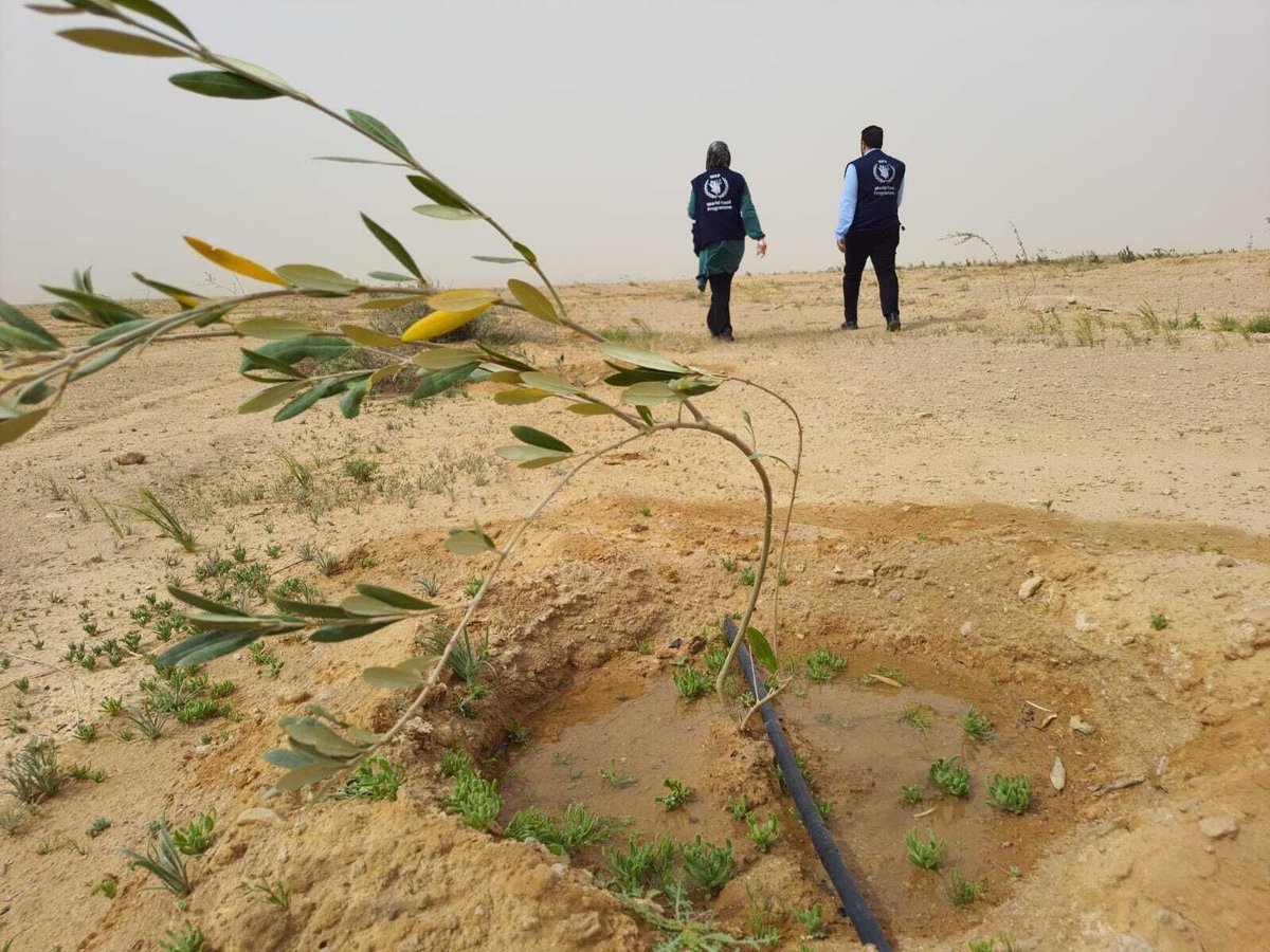 WFPInnovation's tweet image. Just outside Anbar, Iraq, @WFP @WFP_Iraq has planted 20,000+ trees to support livelihoods & improve food security. Desert Control will soon apply its innovative Liquid Natural Clay solution that cuts water use by 50% & doubles plant survival. Learn more ▶️ buff.ly/x1GQXJ5