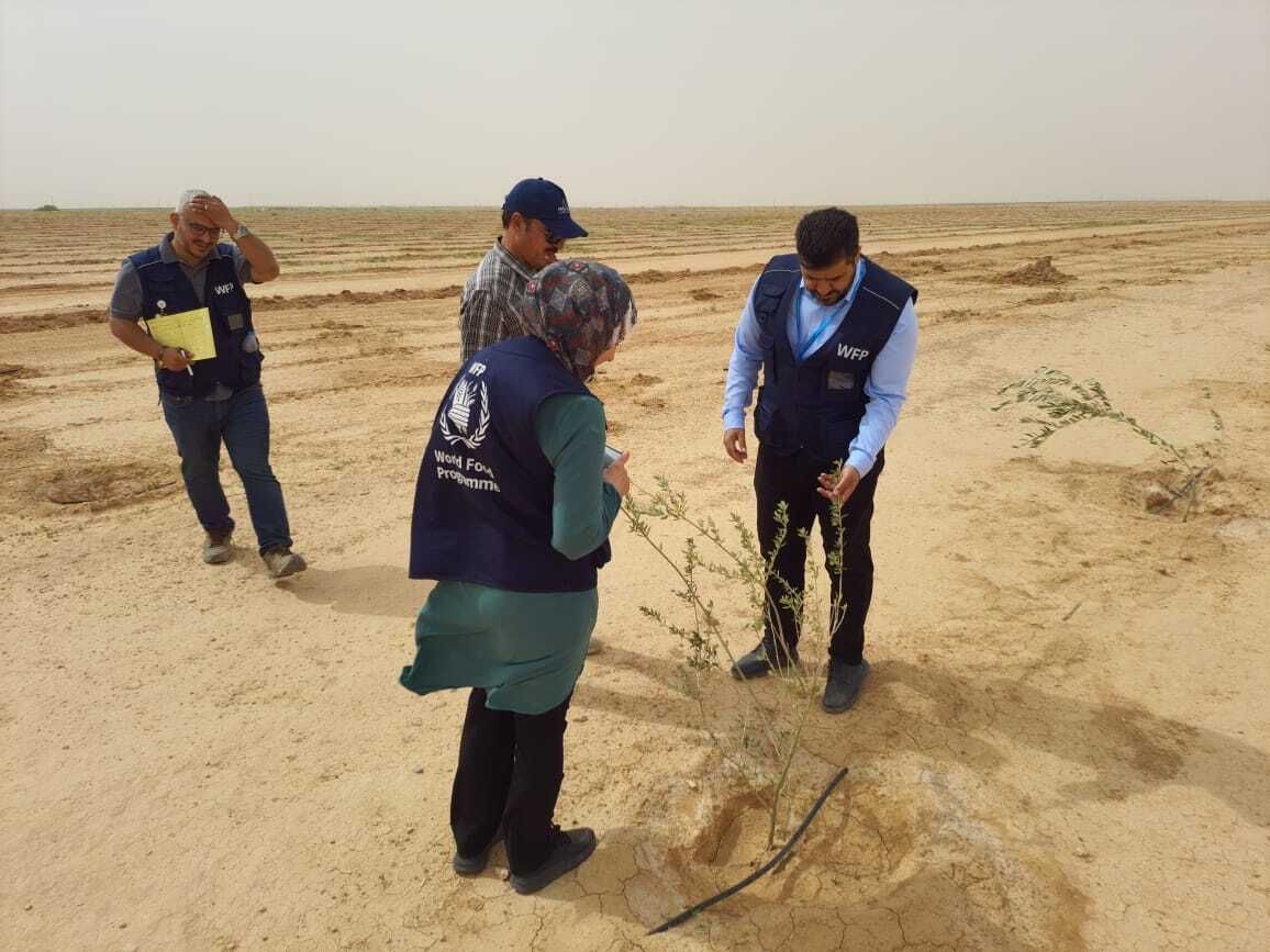 WFPInnovation's tweet image. Just outside Anbar, Iraq, @WFP @WFP_Iraq has planted 20,000+ trees to support livelihoods & improve food security. Desert Control will soon apply its innovative Liquid Natural Clay solution that cuts water use by 50% & doubles plant survival. Learn more ▶️ buff.ly/x1GQXJ5
