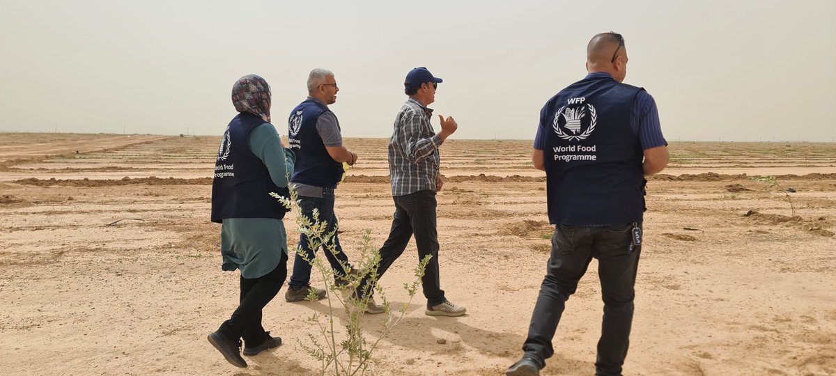 WFPInnovation's tweet image. Just outside Anbar, Iraq, @WFP @WFP_Iraq has planted 20,000+ trees to support livelihoods & improve food security. Desert Control will soon apply its innovative Liquid Natural Clay solution that cuts water use by 50% & doubles plant survival. Learn more ▶️ buff.ly/x1GQXJ5