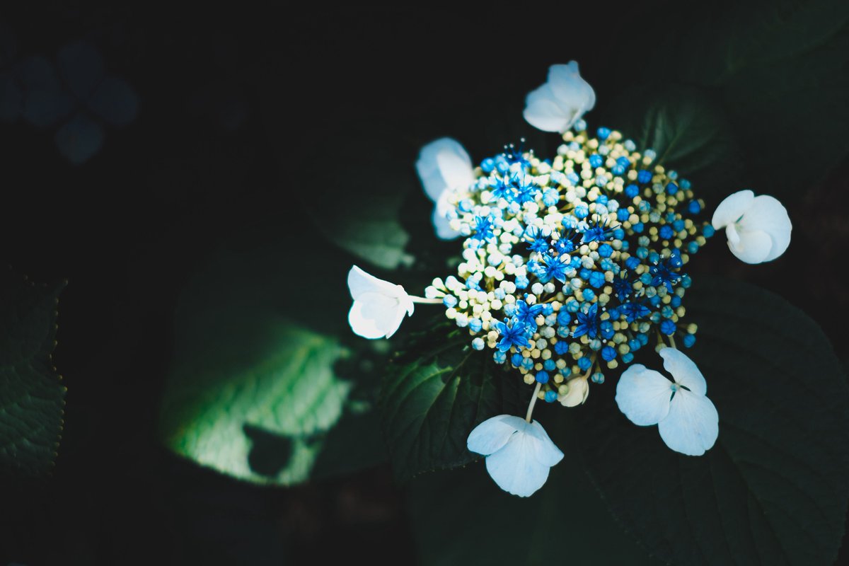 mochi (@mochi_nostalgia) on Twitter photo 